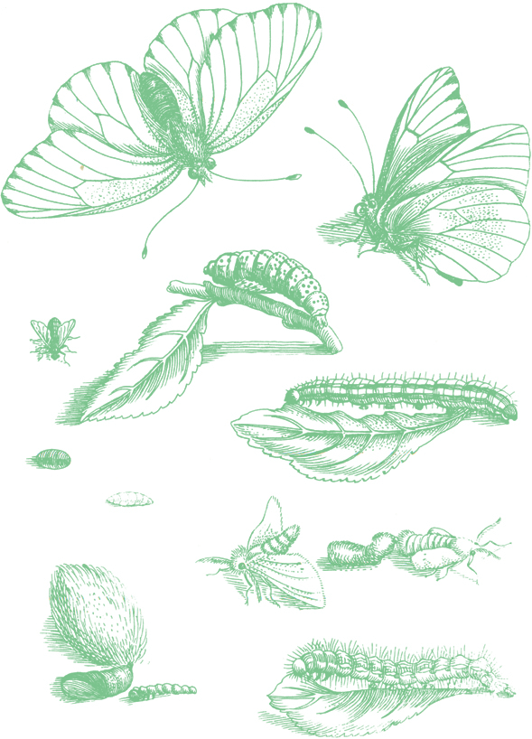 decorative line drawing of butterflies