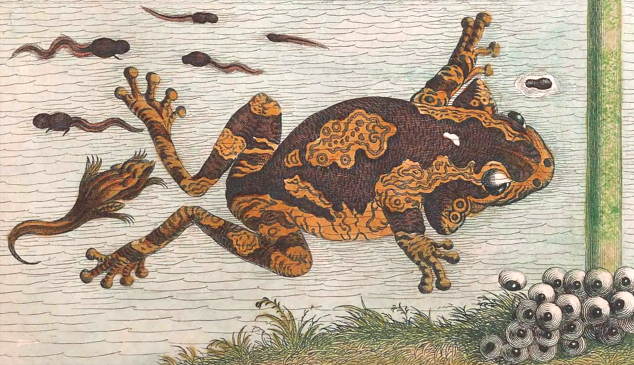 a frog and her babies at various stages of development, from eggs to tadpoles, etc