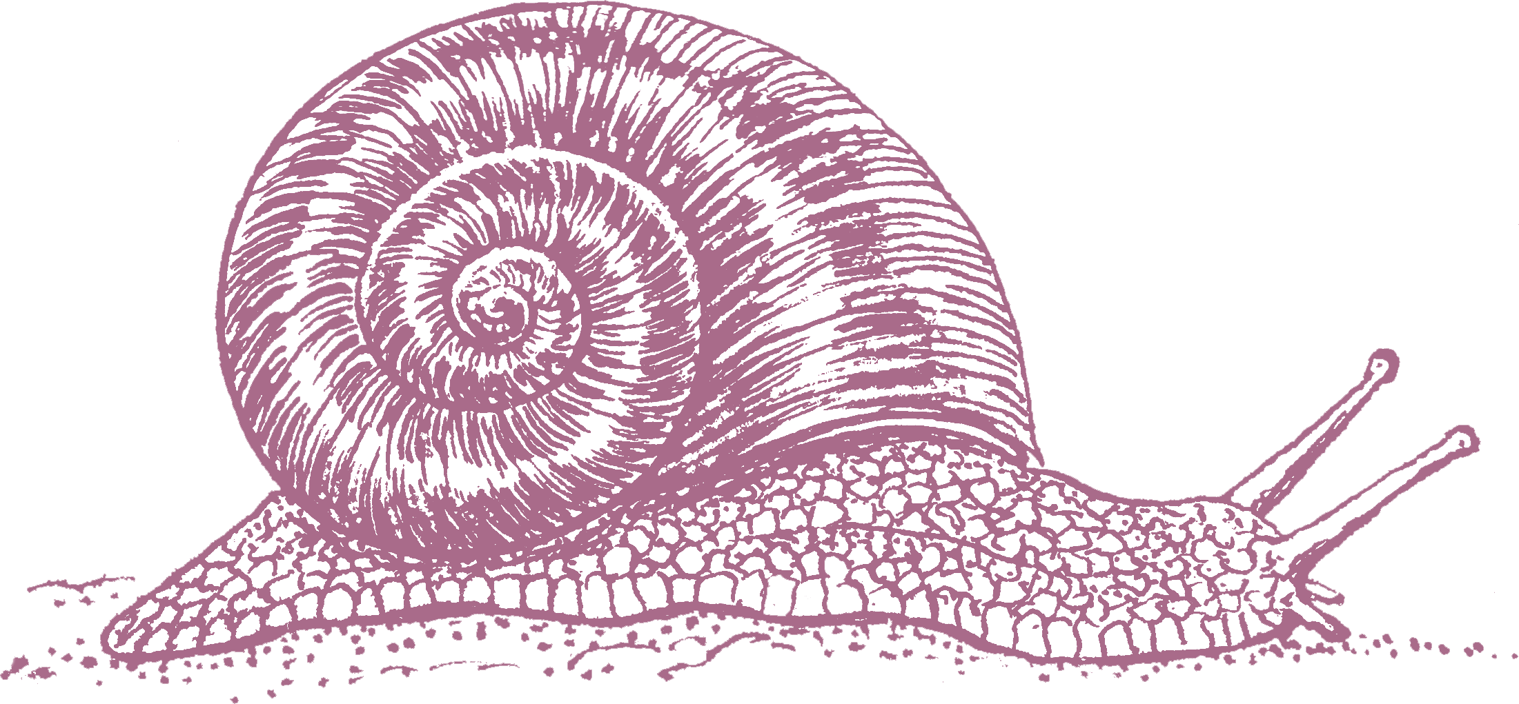 decorative snail